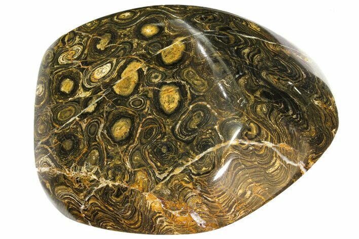 Polished Stromatolite (Greysonia) - Bolivia #113587